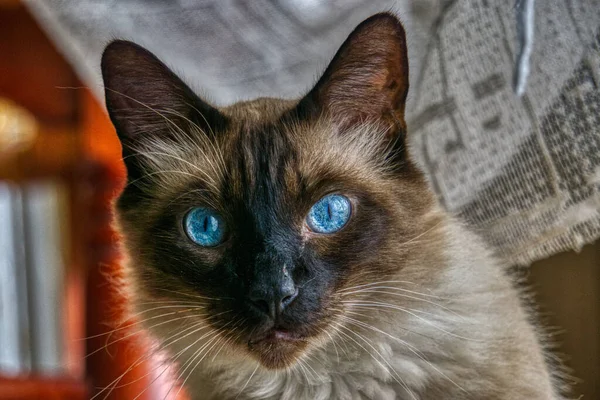 Een Closeup Van Een Schattige Kat Kijkend Naar Camera — Stockfoto