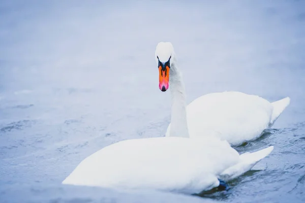 Deux Cygnes Blancs Dans Lac Jour — Photo