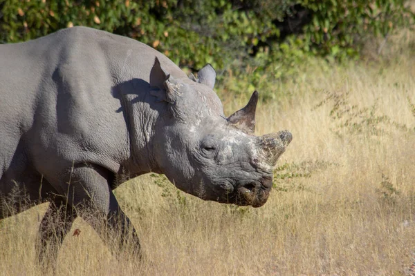 Rinoceronte Andando Grama Seca Alta — Fotografia de Stock