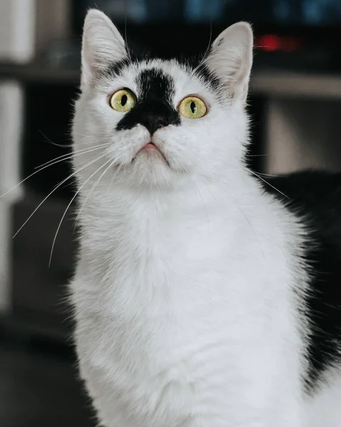 Evde Kedi Taklidi Yapan Sevimli Bir Kedi Yavrusunun Dikey Görüntüsü — Stok fotoğraf