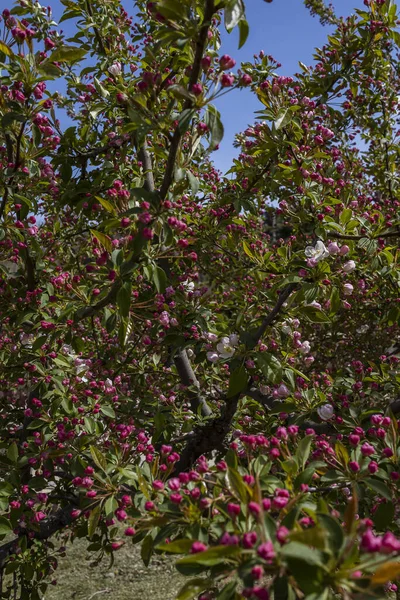 Apple Tree National Botanical Garden Iran Tehran Iran — Stock Photo, Image