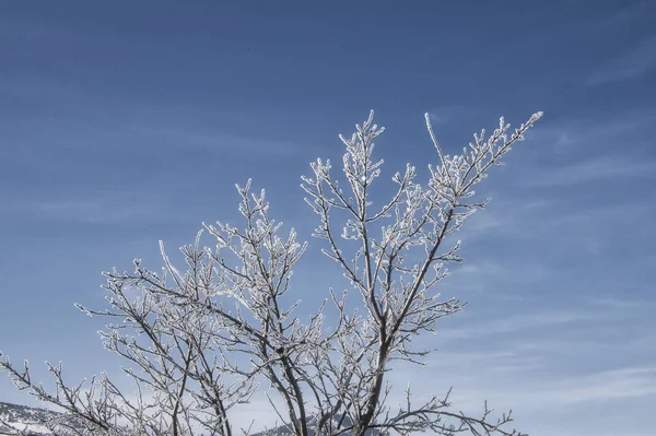 Eine Mit Schnee Bedeckte Spitze Eines Blattlosen Baumes Unter Blauem — Stockfoto