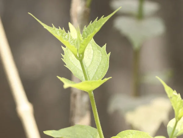 太陽の下で庭で成長している緑の植物のクローズアップショット — ストック写真