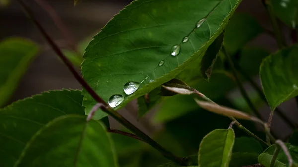 Eine Makrofokusaufnahme Von Wassertropfen Auf Grünen Pflanzenblättern Bei Tag Mit — Stockfoto