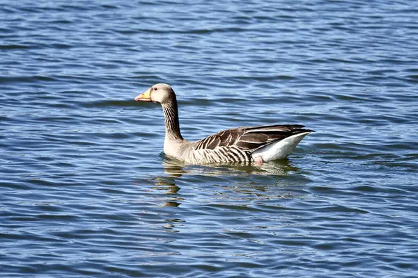 Une Sélective Une Oie Anser Anser Pataugeant Dans Lac — Photo