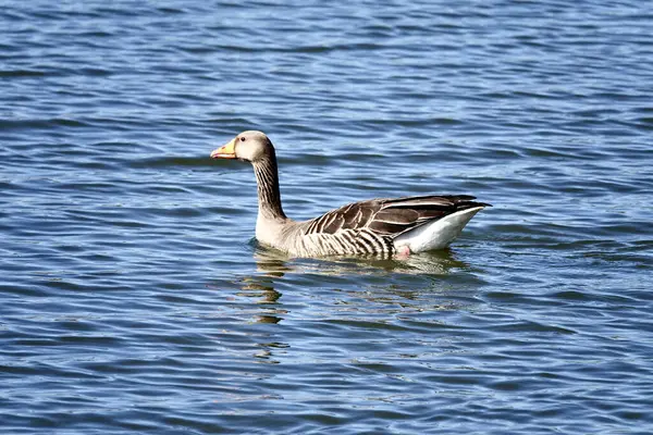 Selectivo Ganso Anser Anser Vadeando Lago — Foto de Stock