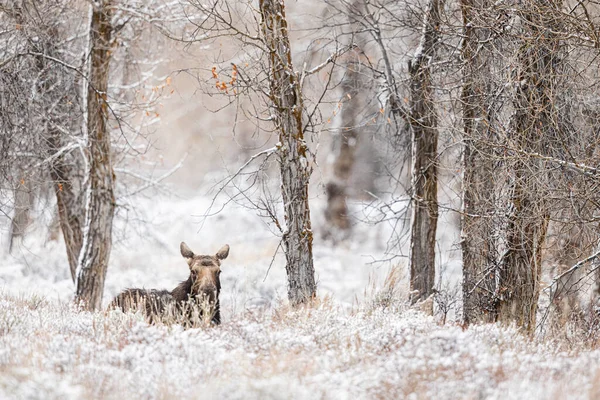 Grand Teton Ulusal Parkı Nda Güzel Bir Geyik Manzarası Abd — Stok fotoğraf