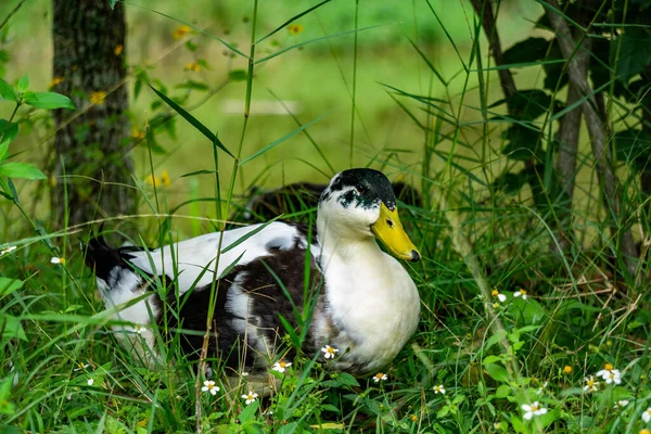 Güneşli Bir Günde Tarlada Güzel Bir Ördek — Stok fotoğraf
