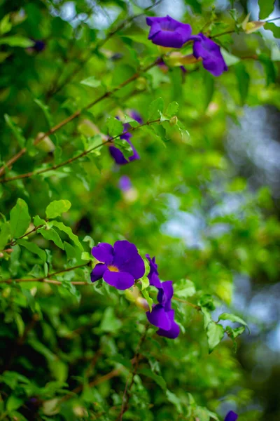 Pionowe Zbliżenie Zdjęcia Thunbergia Erecta Rosnącej Ogrodzie Rozmytym Tle — Zdjęcie stockowe