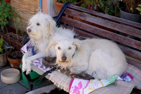 Beautiful Shot Sapsali Cyprus Poodle Dogs Sitting Old Wooden Bench — Stock Photo, Image