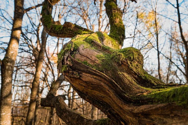 Wybiórcze Ujęcie Starego Drzewa Lesie Słowacji — Zdjęcie stockowe