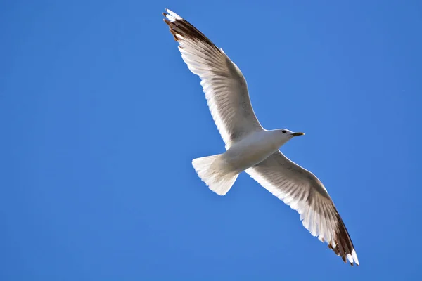 Low Angle Shot Seagull Captured Midflight Clear Blue Sky — Stock Photo, Image