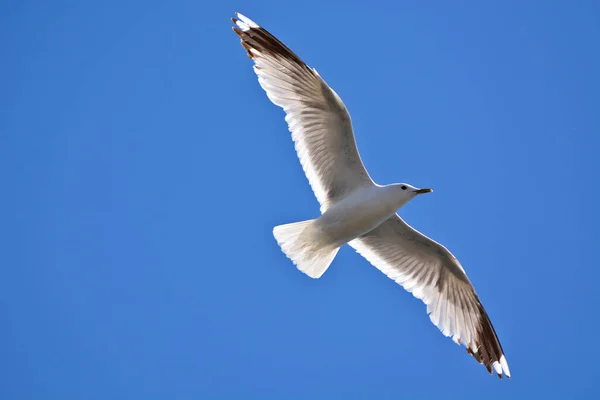 Een Lage Hoek Opname Van Een Meeuw Gevangen Het Midden — Stockfoto