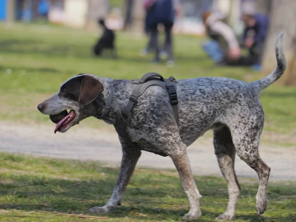 ドイツ人の短髪のポインタは その口の中にボールで公園を歩く — ストック写真