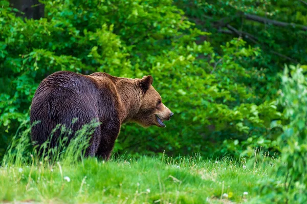 Oso Pardo Pardo Dando Vueltas Claro Verde Bosque —  Fotos de Stock