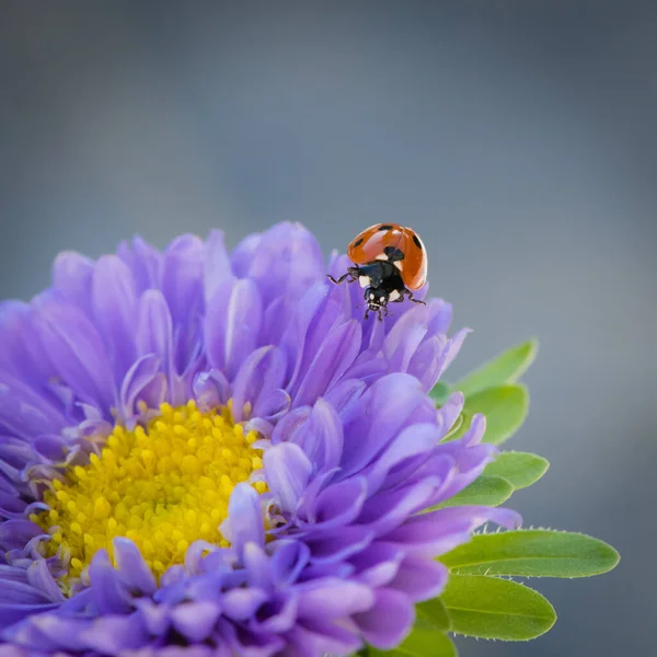 Closeup Shot Ladybug Purple Aster Flower Blurry Background — Stock Photo, Image