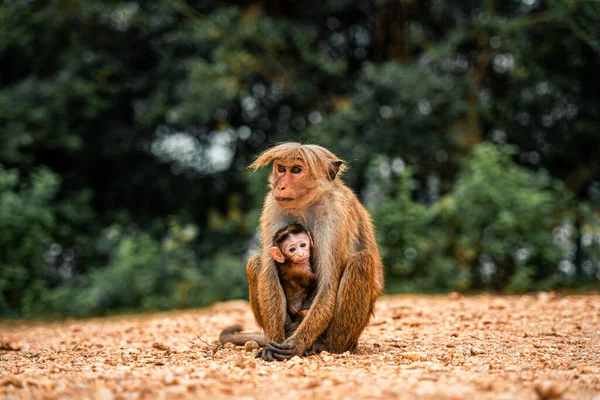 Seekor Monyet Bonobo Coklat Memeluk Bayi Monyetnya Safari Sri Lanka — Stok Foto