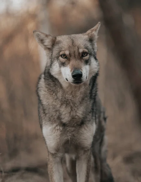 Eine Nahaufnahme Von Saarloos Wolfshund — Stockfoto