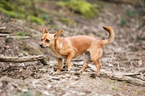 Ένα Κοντινό Πλάνο Από Ένα Χαριτωμένο Chihuahua Υπαίθριο — Φωτογραφία Αρχείου
