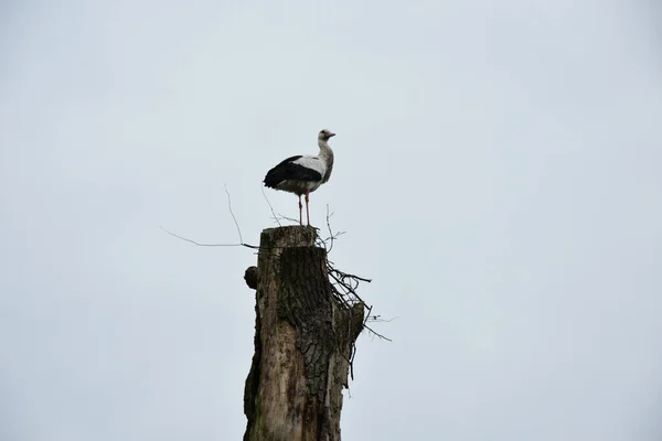 Ein Weißstorch Ciconia Ciconia Thront Auf Dem Kaputten Baum — Stockfoto