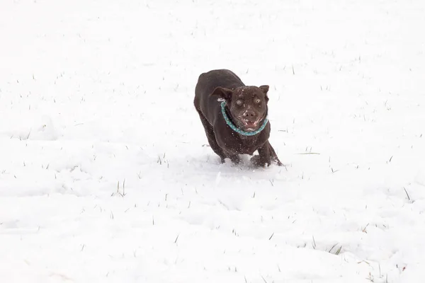 Brun Lobrador Hund Förbereder Sig För Att Springa Ett Snötäckt — Stockfoto