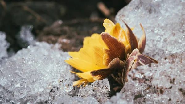 一朵黄色的花被冰环绕的特写镜头 — 图库照片