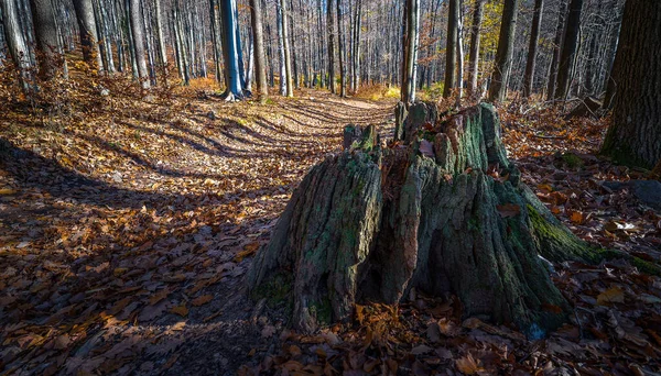 Viejo Tocón Podrido Bosque Eslovaquia — Foto de Stock