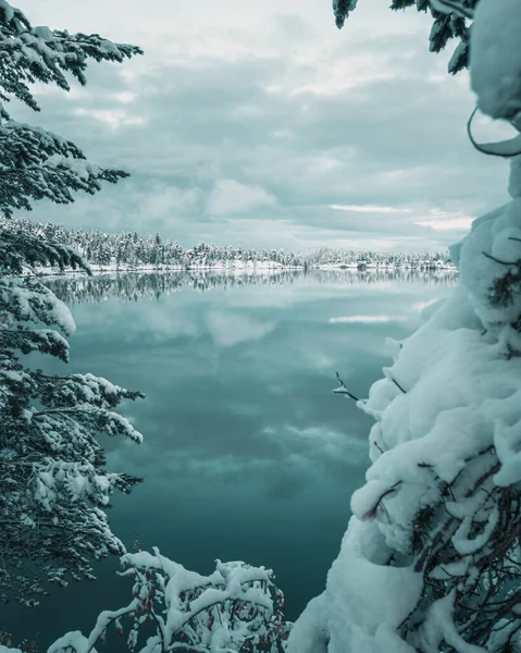 Вертикальный Зимний Пейзаж Снежными Деревьями Берегу — стоковое фото