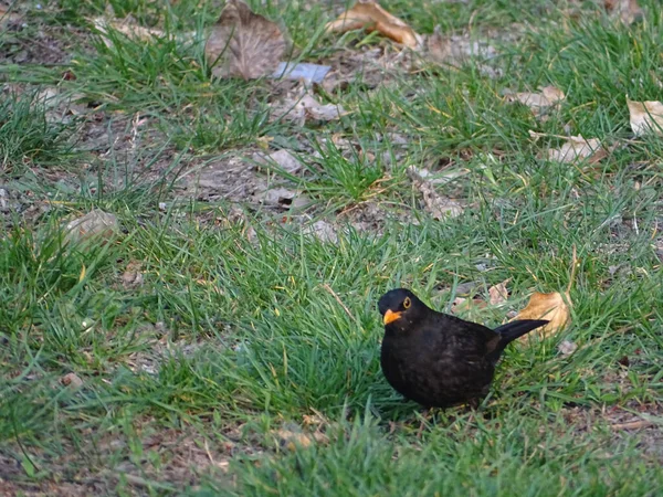 Beau Cliché Merle Commun Debout Sur Terrain Jardin Parmi Herbe — Photo