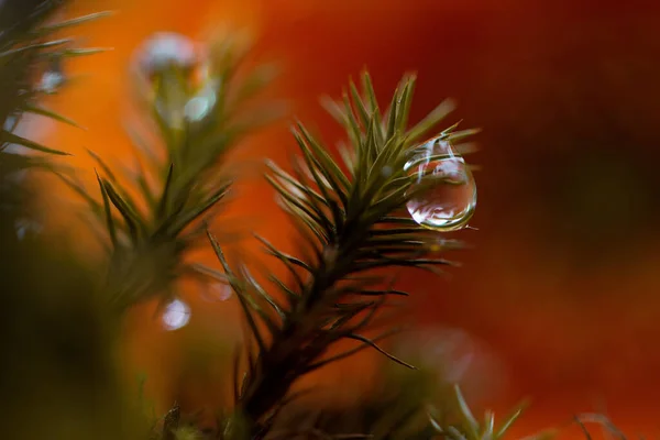 Macro Shot Gocce Acqua Sui Rami Verdi Abete Rosso — Foto Stock