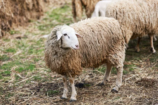 牧草地で羊のクローズアップショット — ストック写真