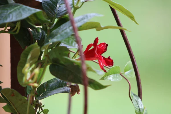 背景がぼやけて晴れた日に緑の葉の間で庭に咲く赤い花のクローズアップショット — ストック写真