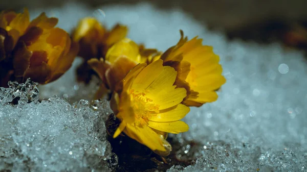 Tiro Close Uma Flor Amarela Rodeada Gelo — Fotografia de Stock