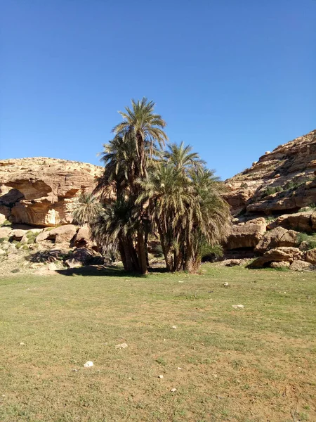 Las Palmeras Paisaje Rocoso Del Desierto Tunecino — Foto de Stock