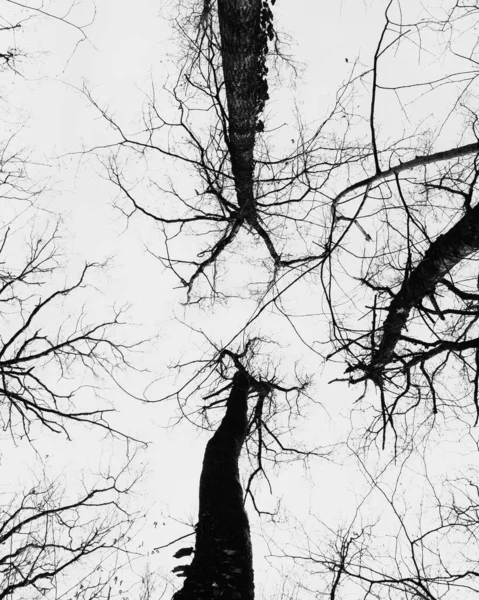 Plan Vertical Bas Angle Échelle Gris Des Branches Arbres Secs — Photo