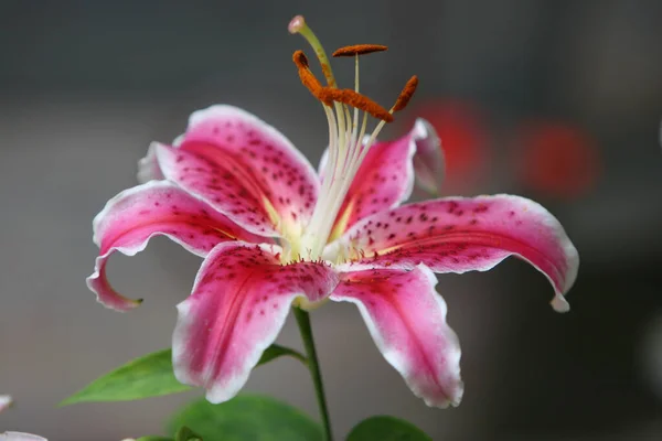 Detailní Záběr Lilium Stargazer Rozmazaném Pozadí — Stock fotografie