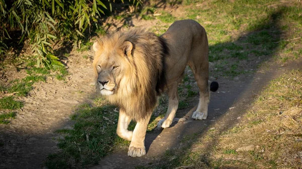 Ein Majestätischer Löwe Zoo Salzburg Österreich — Stockfoto