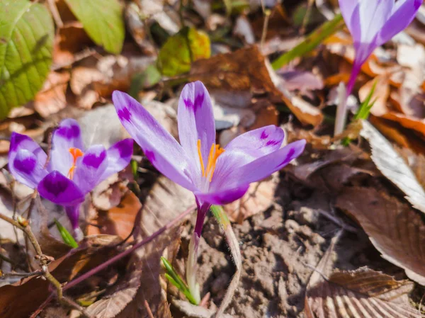Primer Plano Una Hermosa Flor Crocus Creciendo Jardín Día Soleado —  Fotos de Stock