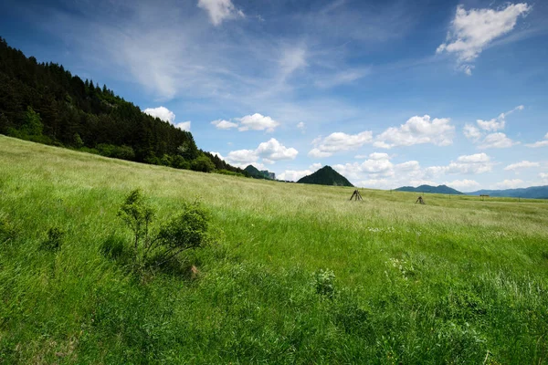 Vue Angle Bas Champ Vert Une Forêt Conifères Sur Côté — Photo