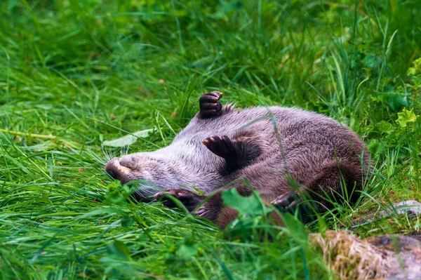 Uma Lontra Castanha Peluda Brincando Campo Gramado — Fotografia de Stock