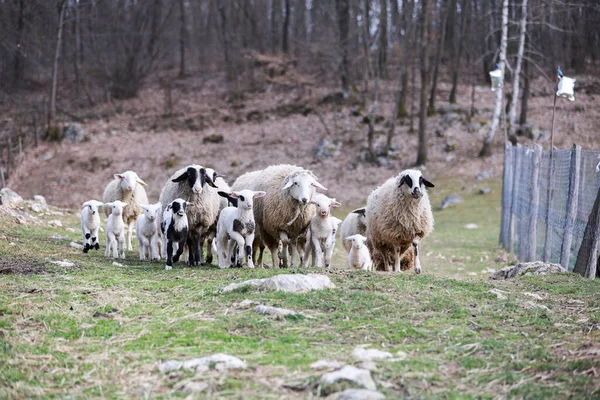 Gros Plan Agneaux Moutons Mignons Dans Pâturage — Photo