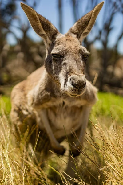 Närbild Röd Känguru Som Smyger Genom Det Höga Gräset — Stockfoto