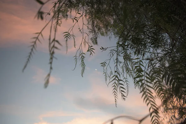 Lindo Céu Roxo Visto Através Dos Galhos Árvore — Fotografia de Stock