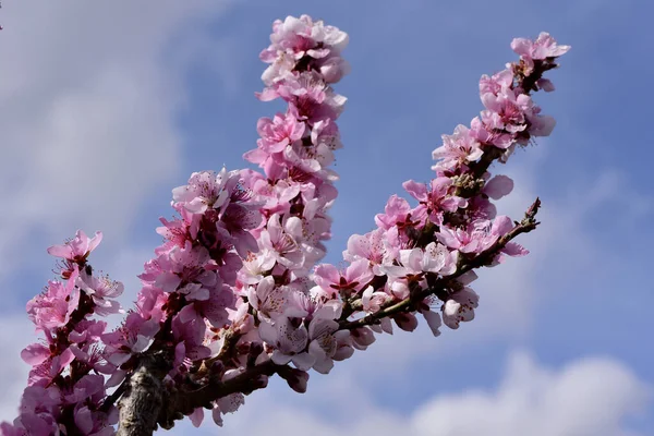 Blommorna Prunus Bonfire Uteplats Persika Med Blå Himmel Bakgrunden — Stockfoto