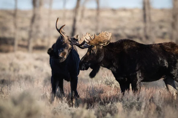 View Beautiful Moose Fighting Grand Teton National Park Usa — Stock Photo, Image