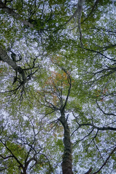 Ένα Χαμηλό Πλάνο Από Ψηλά Δέντρα Πράσινα Φύλλα Κάτω Από — Φωτογραφία Αρχείου