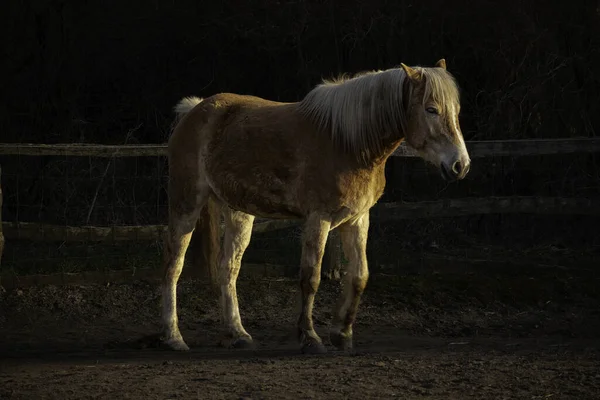 农场上一匹漂亮的棕色马的特写镜头 — 图库照片