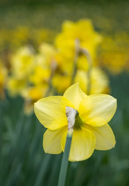 Plan Vertical Jonquilles Printanières Pleine Floraison Dans Daffodil Valley Manoir — Photo
