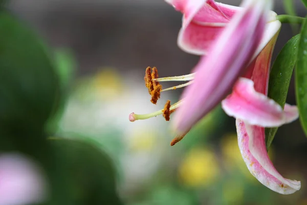 Selektywne Ujęcie Ostrości Tłoków Lilium Stargazer Rozmytym Tle — Zdjęcie stockowe