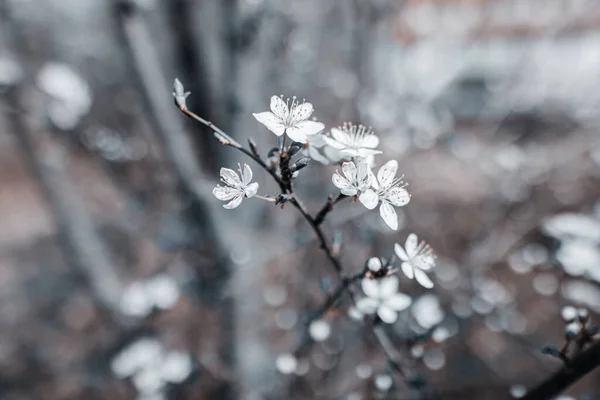 Mělké Ohnisko Kvetoucí Větve Stromu Malými Bílými Květy — Stock fotografie